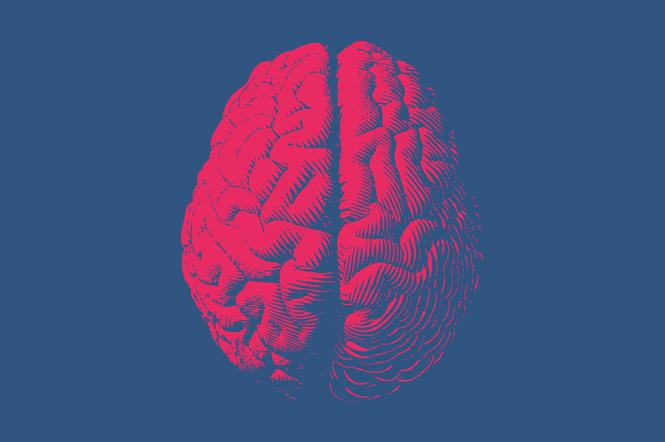 Средний мозг – строение и функции