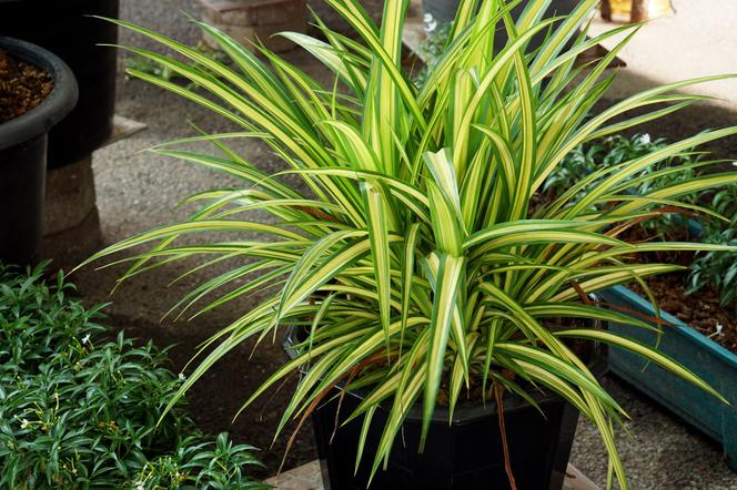 Драцена: опасна для детей, токсична для животных