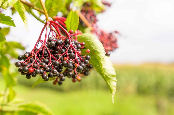 Elderberry – плоды и цветы бузины. Свойства, действие и противопоказания