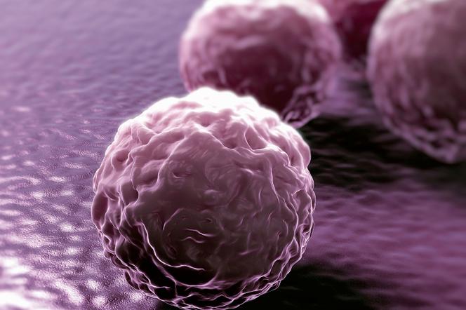Chlamydia trachomatis (хламидии): три вида, разные заболевания