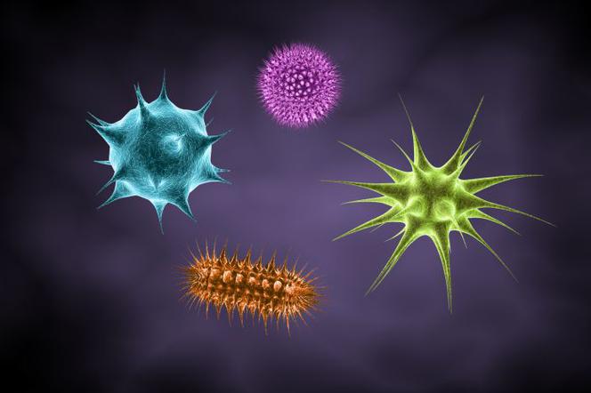 Haemophilus influenzae типа B (гемофильная инфекция типа B)