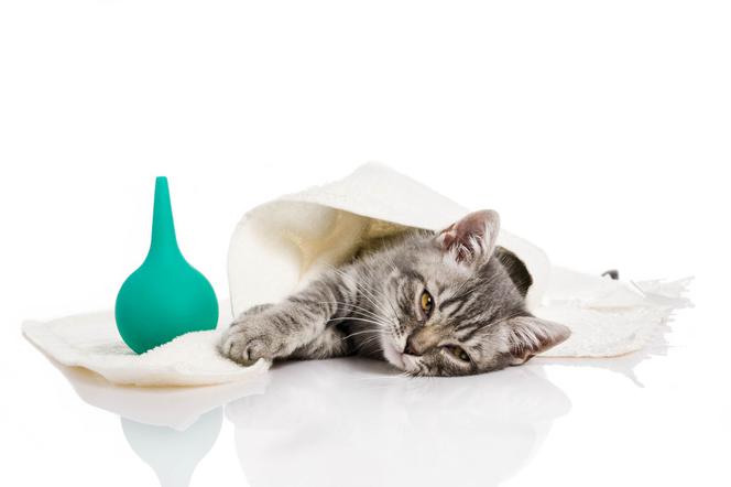 FIV (кошачий СПИД) – приобретенный иммунодефицит у кошек.