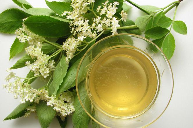 Уксус из бузины: рецепт и применение