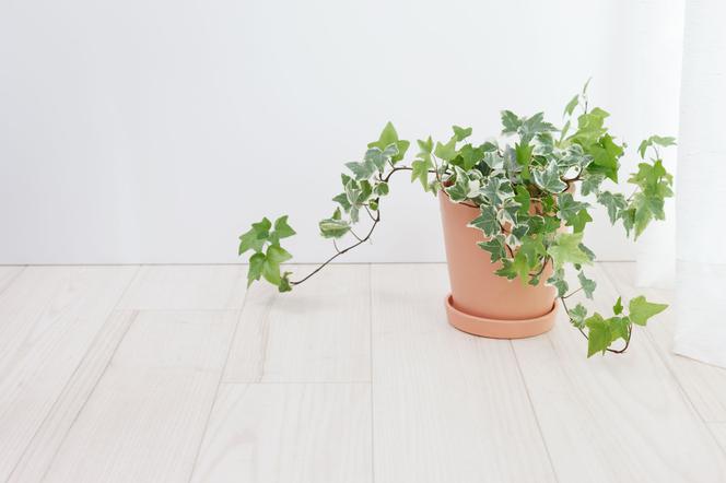 Плющ обыкновенный (hedera helix) – ядовитый, хотя и лекарственный.