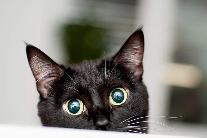 Бешенство у кошек – симптомы. Можно ли заразиться бешенством от кошки?