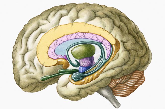 Воспаление лимбической системы – причины, симптомы и лечение