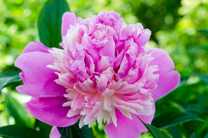 Пион лекарственный (paeonia officinalis) – свойства и применение